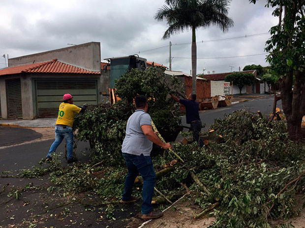 Mais de 100 árvores e galhos já foram recolhidos no município após temporal