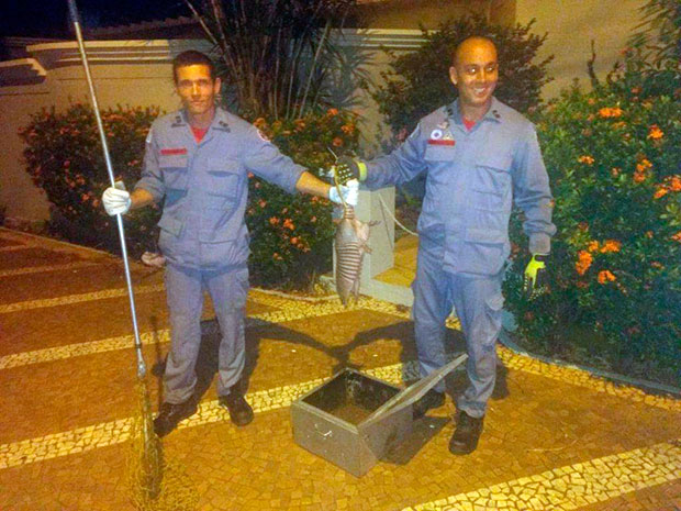 Bombeiros resgatam Tatu no centro da cidade