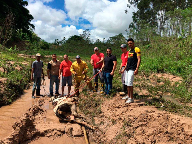 Bombeiros de Tupã trabalham no resgate de boi preso em atoleiro