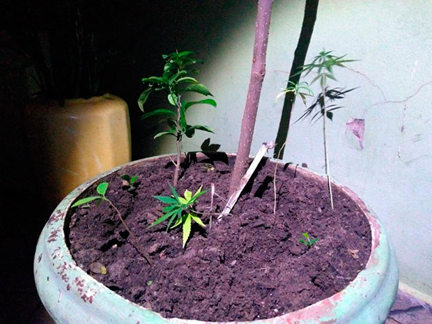 PM prende jovem de 22 anos com crack e de 4 pés de maconha em Tupã