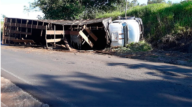 Caminhão tomba com 20 cabeças de gado e animais invadem a vicinal Tupã x Quatá