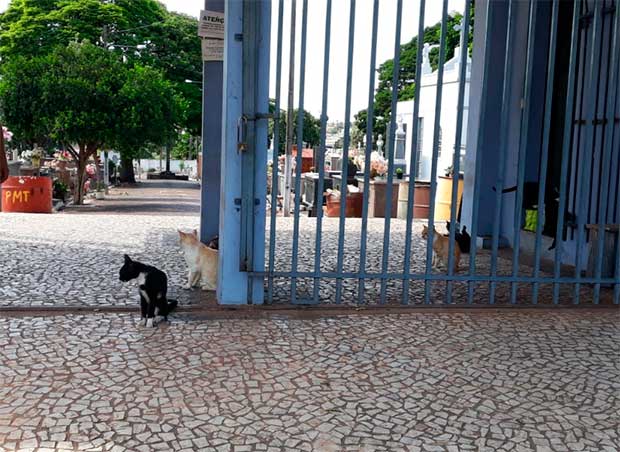 Cemitérios viram ponto de 