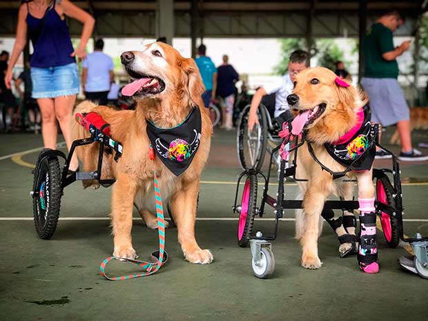 Projeto arrecada fundos para ajudar cães doentes e especiais que precisam de tratamento na região de Sorocaba