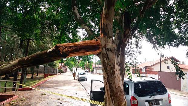 Temporal com ventos fortes derruba muros e árvores em Garça