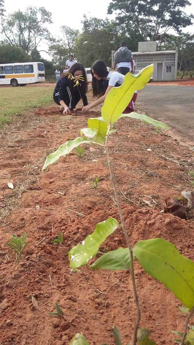 Plantio de árvores pode ser opção para amenizar altas temperaturas