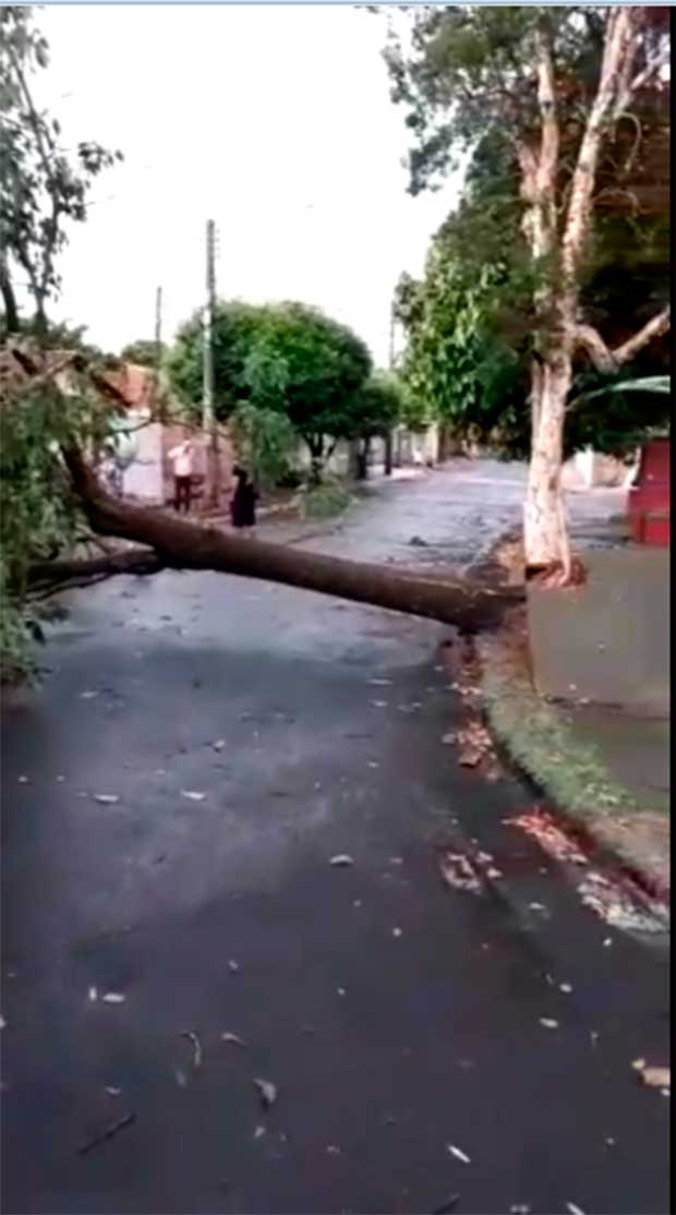 Chuva e ventos fortes derrubam árvores em Tupã; veja o vídeo