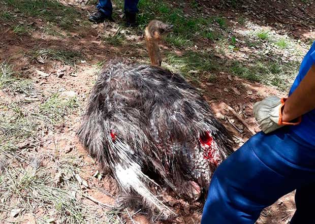 Bosque em Marília é reaberto após ser invadido por onça que atacou avestruz