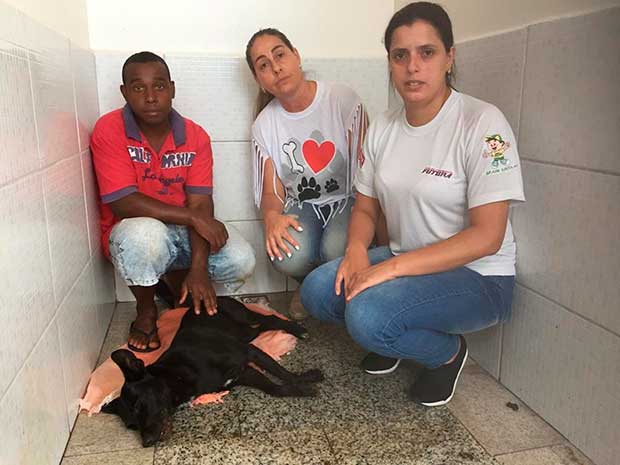 Morre um dos cachorros mutilado na zona leste de Tupã