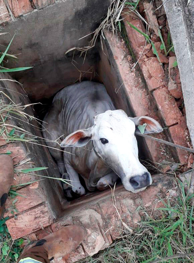 Bezerro encontrado dentro de bueiro por cachorro é resgatado em Marília