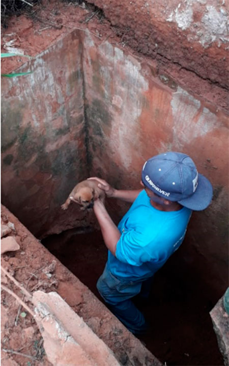 Filhote de cachorro é resgatado por funcionários da Prefeitura dentro de bueiro em Tupã