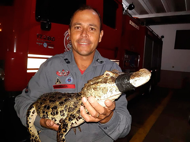 Jacaré é resgatado em quintal de casa de Pompéia após atacar e matar frangos