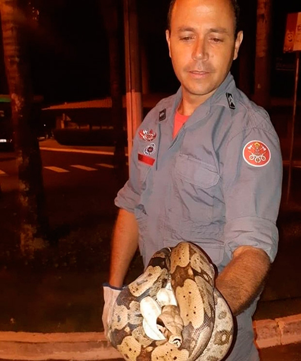 Bombeiros capturam jiboia no meio da rua em Marília