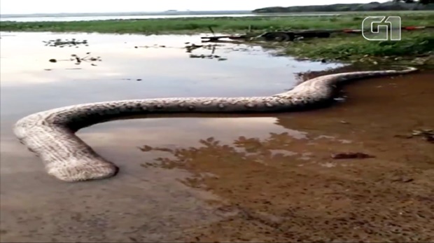 Cobra de quase cinco metros é achada morta em  prainha  do Rio Tietê no interior de SP