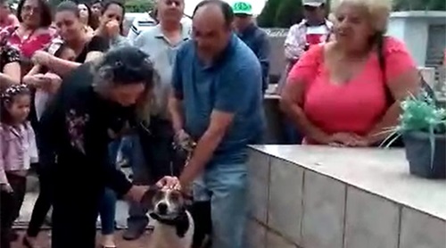 Cachorro se despede da dona no cemitério em Paraguaçu Paulista