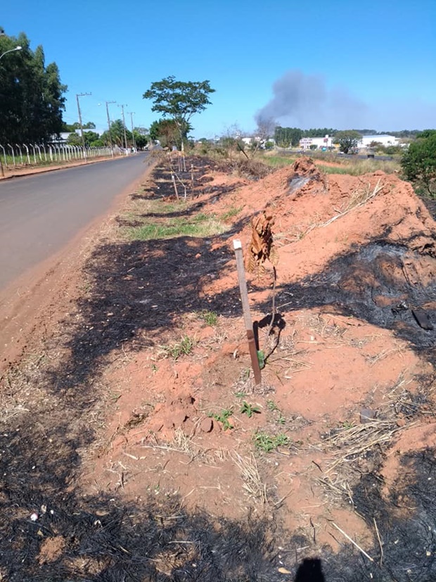 Árvores recém plantadas por grupo em Tupã são devastadas por incêndio