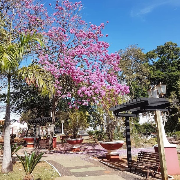 Florada de Ipês é uma das atrações do inverno