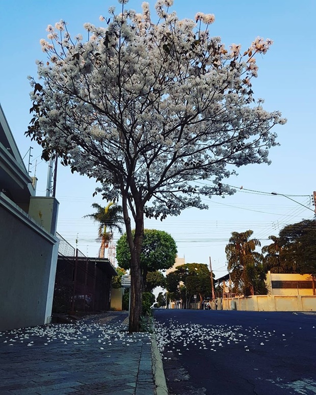 Aproveite a beleza: Florada de ipê branco é rápida e fecha temporada da espécie