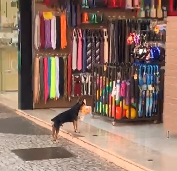 Cachorro  furta  brinquedo de pelúcia em loja e vídeo viraliza na web