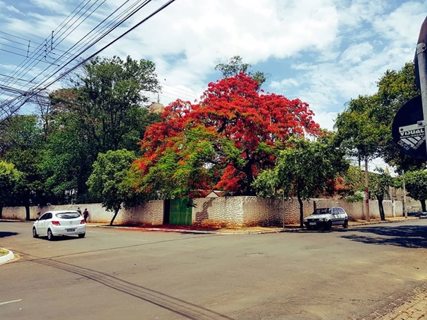 Florada de Flamboyant traz beleza para ruas de Tupã