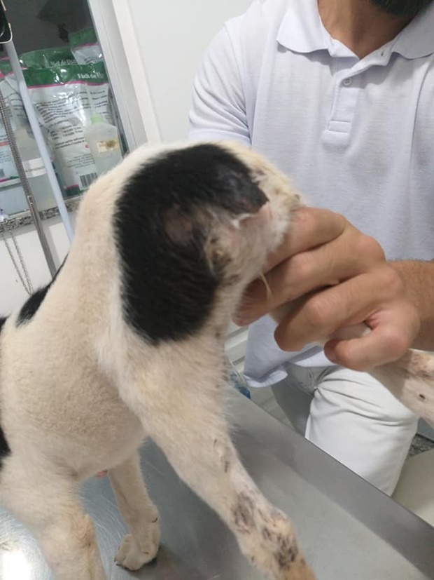 Cachorrinha  Vitória  teve rabo cortado pelo dono