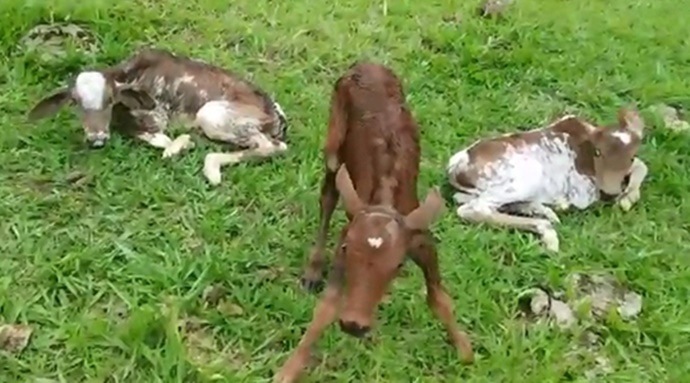 Vaca dá à luz a bezerros trigêmeos em fazenda da Marília