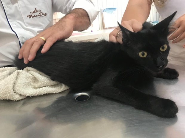 Gatinho recebeu atendimento veterinário após o resgate em Tupã — Foto: Cíntia Linieri Stocchi / Arquivo pessoal