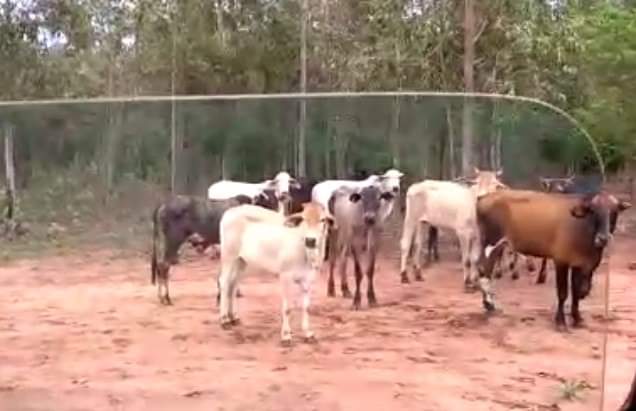 Bastense tem 8 garrotes furtados de sua propriedade rural