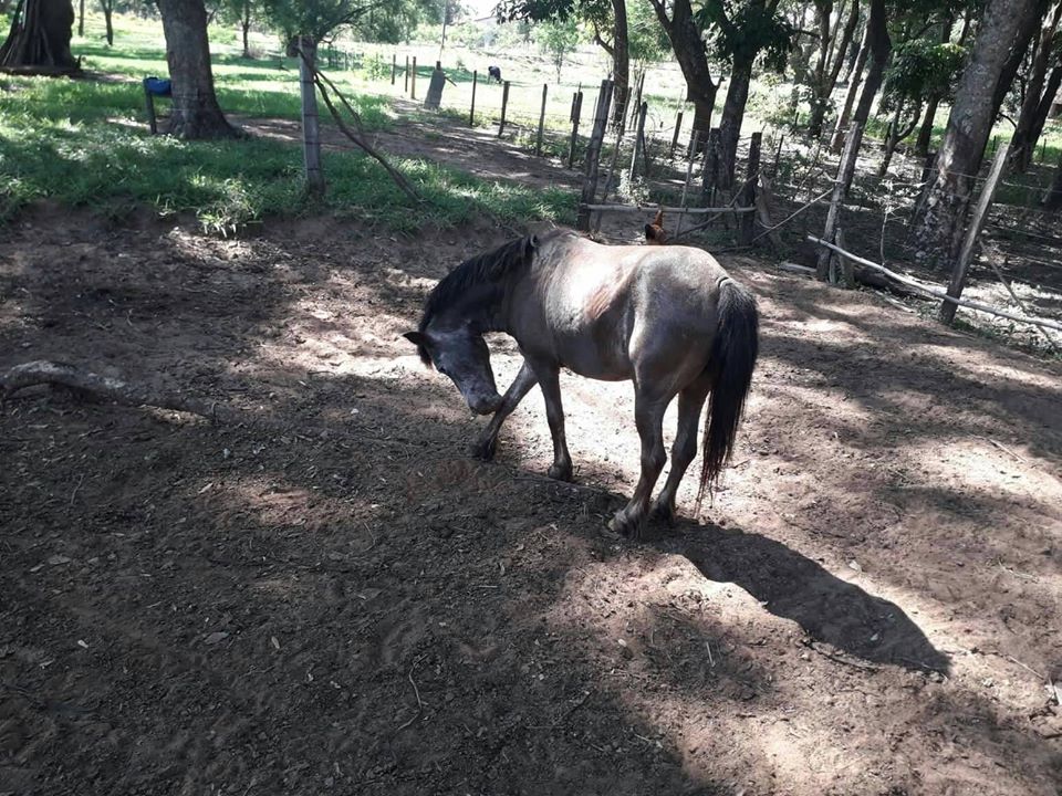 Número de animais desaparecidos cresce em Tupã após festas de Ano Novo