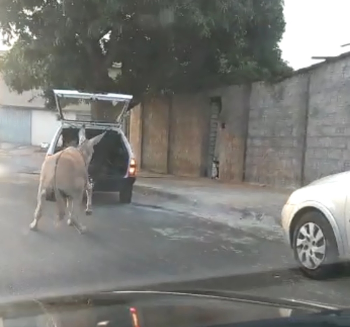 Vídeo divulgado em redes sociais mostra animal sendo puxado por uma corda no pescoço em Dois Córregos (SP); inquérito foi aberto para investigar maus-tratos. 