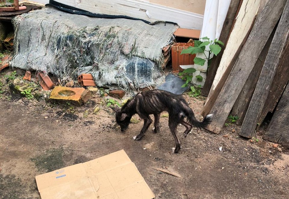 Animais apresentavam sinais visíveis de desnutrição e baixa imunidade em Marília — Foto: Prefeitura de Marília/Divulgação