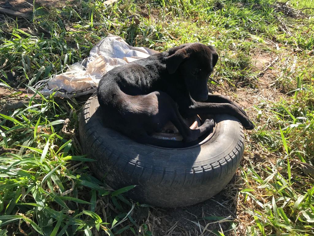 Após denúncia, policiais resgatam cães em situação de maus-tratos no Bairro Pitangueiras