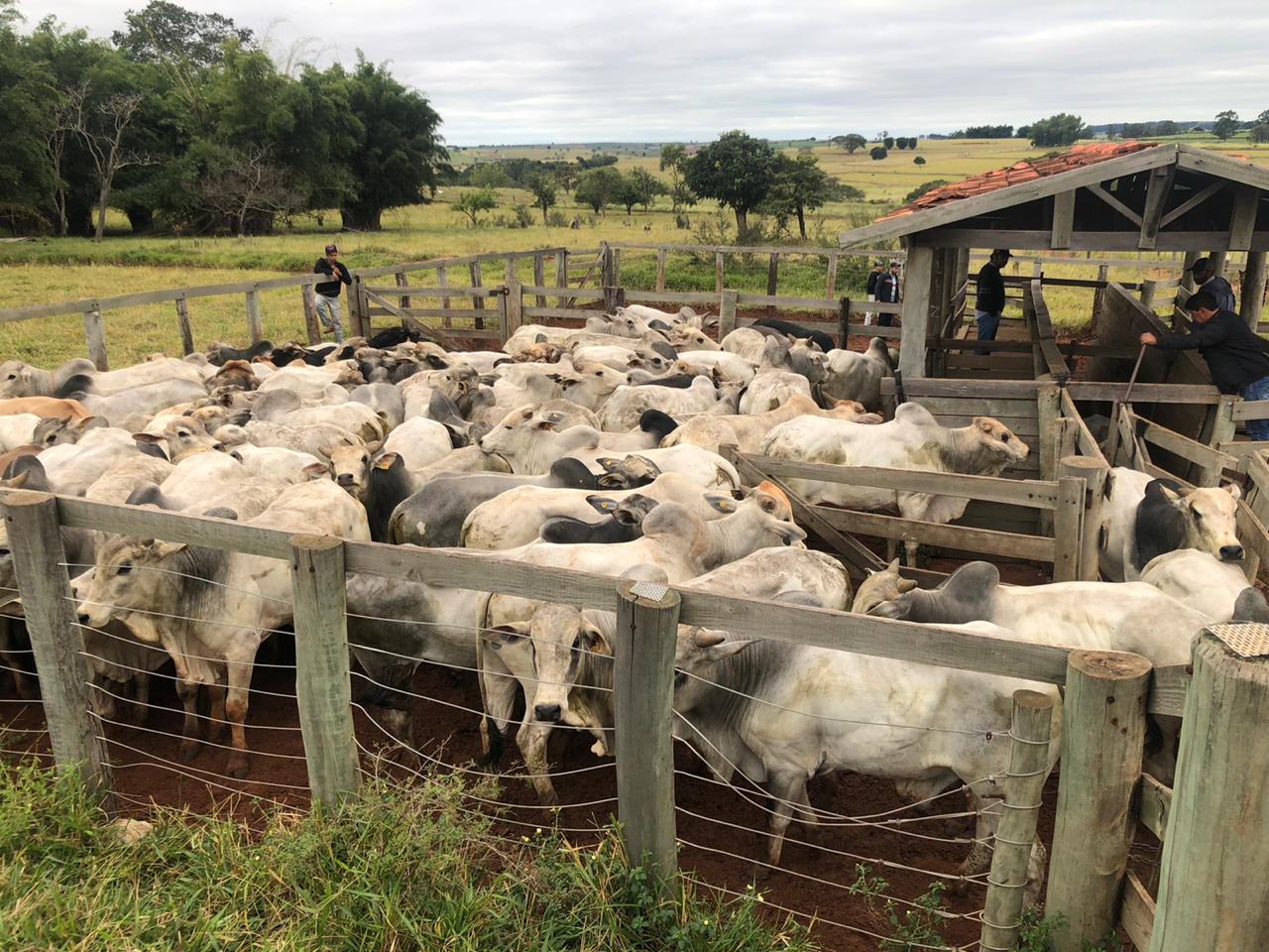 DIG de Tupã recupera 79 cabeças de gado roubadas, avaliadas em R$ 250 mil