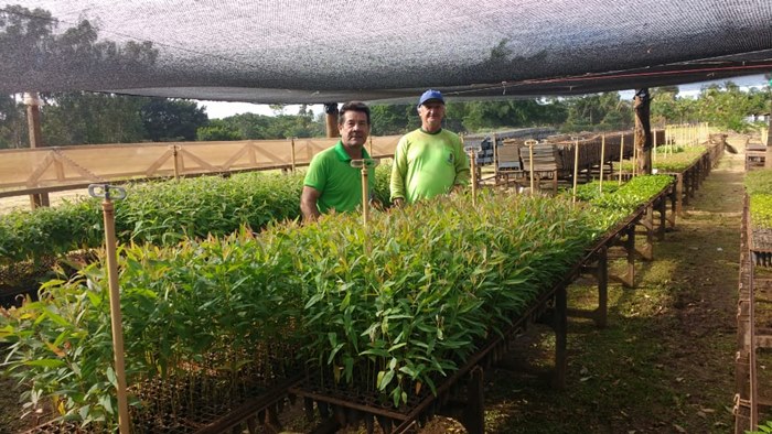 Atualmente, o viveiro conta com mais de 10 mil mudas e estão sendo plantadas mais 10 mil