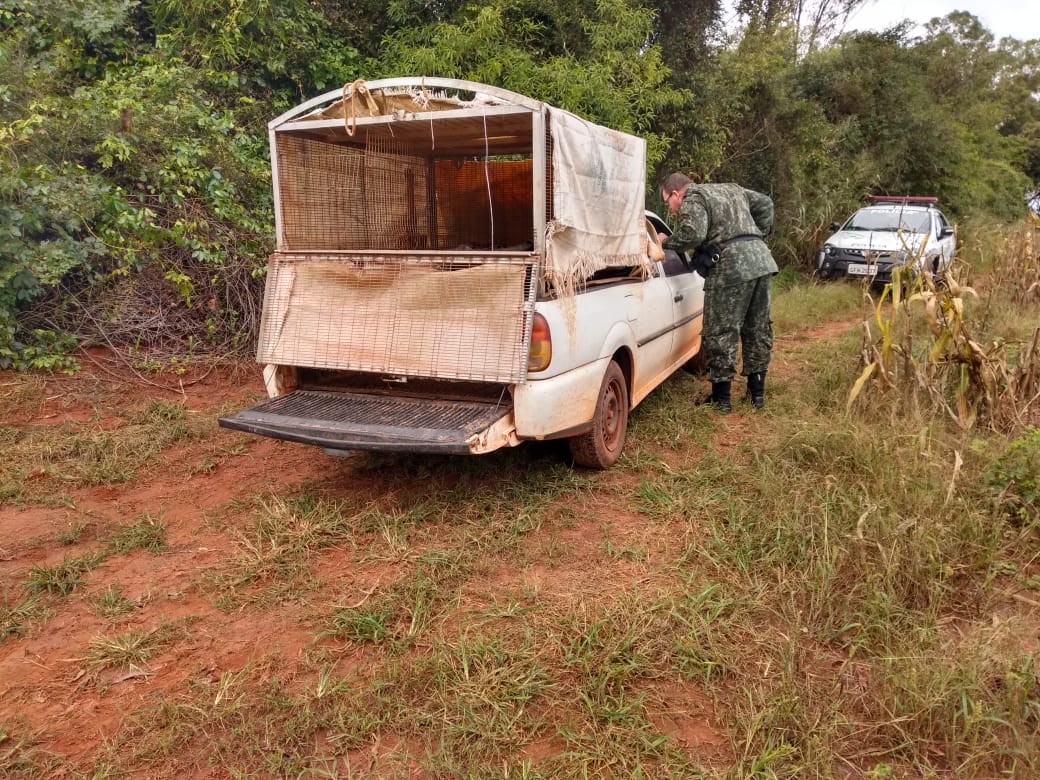 Polícia autua 4 indivíduos por caça ilegal na cidade de Parapuã