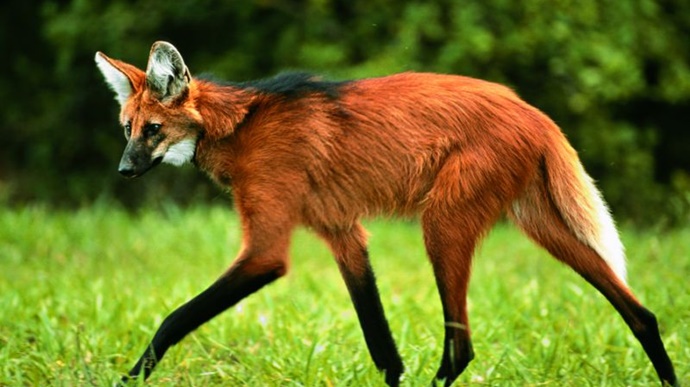 Banco Central lançará cédula de R$ 200 com imagem de lobo-guará