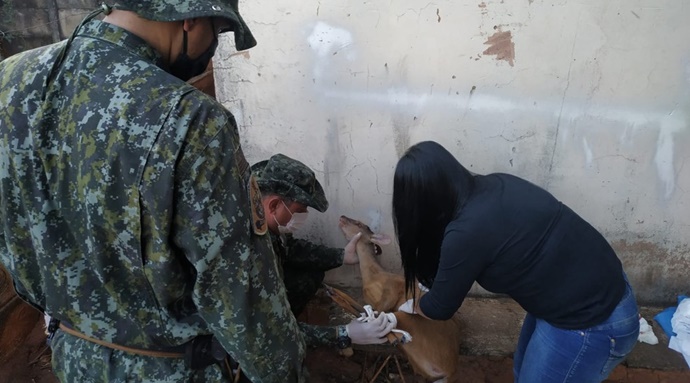 Polícia Ambiental resgata veado encontrado dentro de casa em Iacri