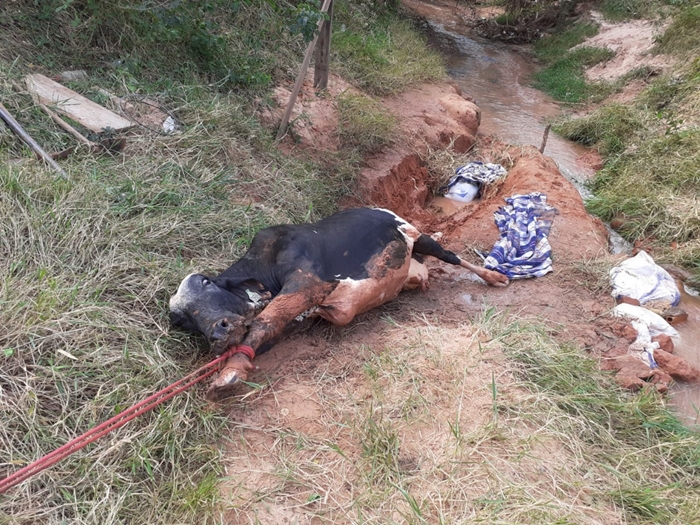 Bombeiros fazem resgate de vaca atolada.