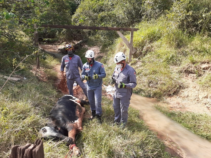 Bombeiros de Tupã realizam resgate de vaca que caiu em buraco no bairro São Gonçalo