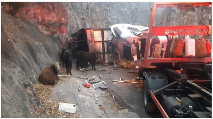 Carreta carregada de bois tomba na serra de Ocauçu