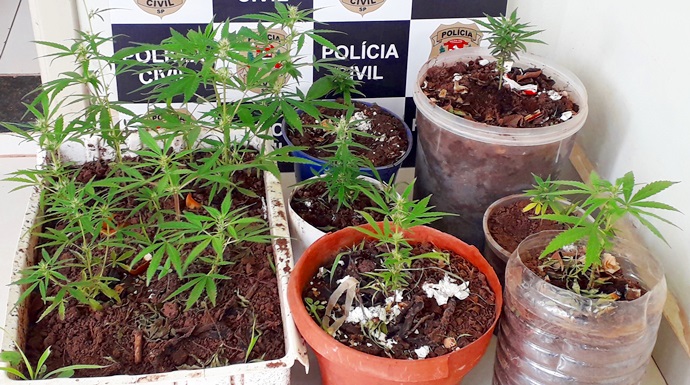 Polícia Civil encontra vasos com plantação de maconha durante busca e apreensão em Bastos