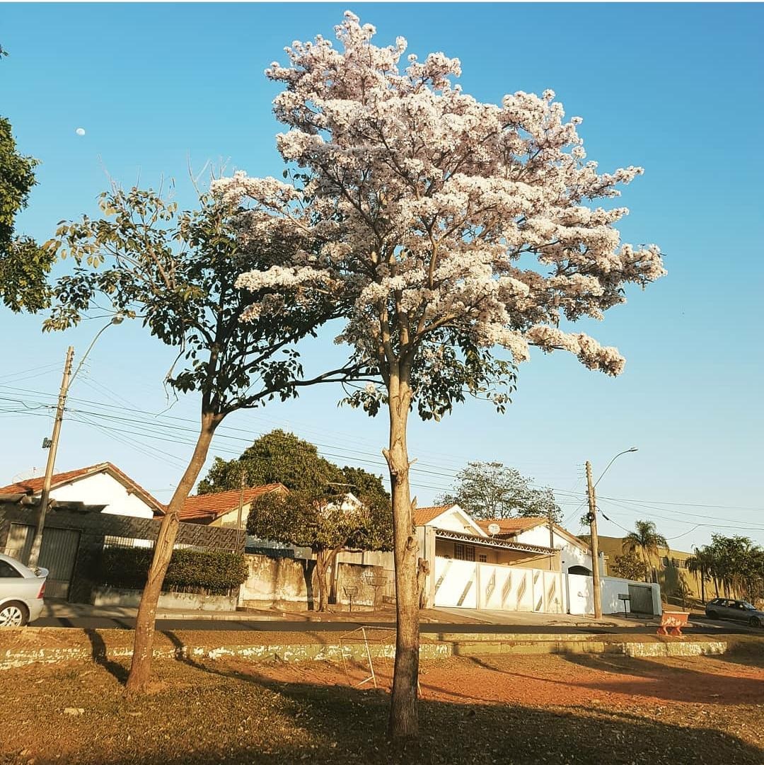 Florada dos ipês brancos encanta ruas de Tupã