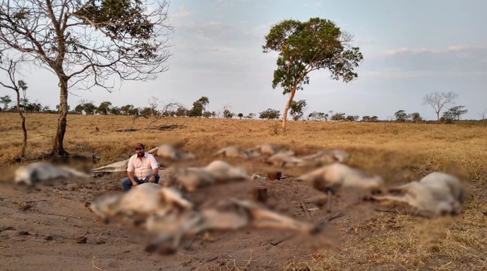 Cerca de 100 cabeças de gado morrem após frio de 9°C em MT