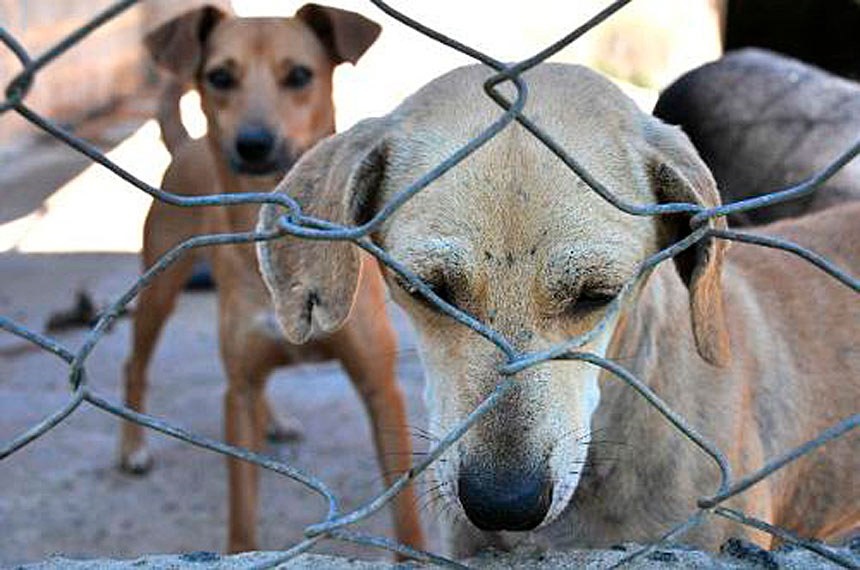 Senado aprova pena maior, de até cinco anos, para maus-tratos contra cães ou gatos