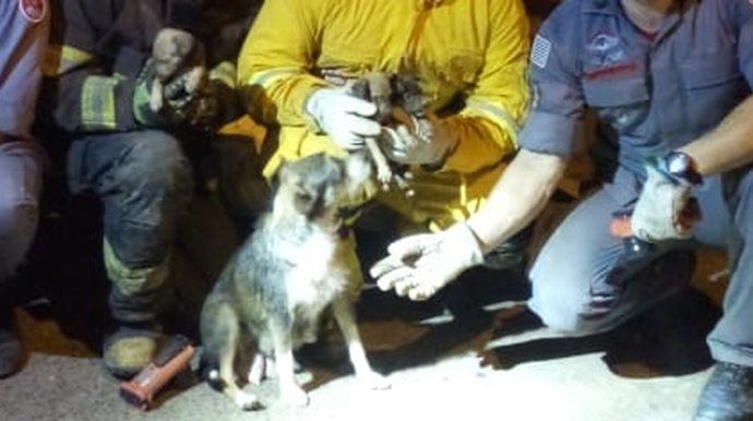 Bombeiros resgatam homem e cachorros de escombros de casa que desabou em Garça