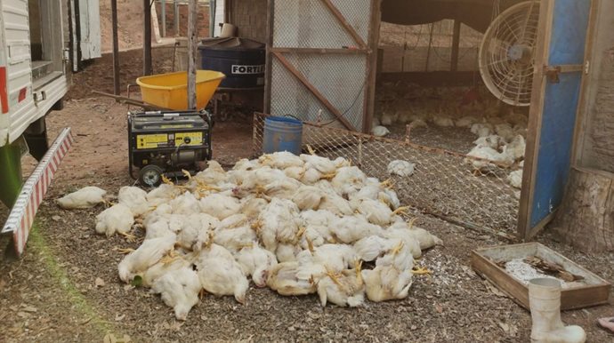 Cerca de 6 mil aves morrem de calor em granja na cidade de Adamantina