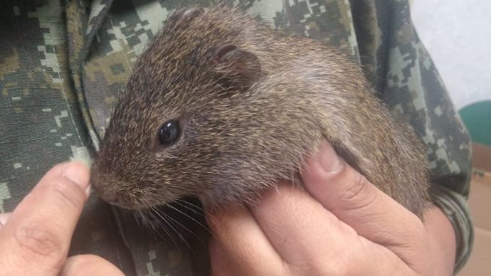 Polícia Ambiental resgata preá que ficou perdido após queimada em Lins