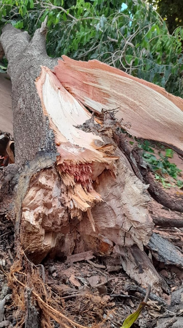 Arvore cai na Vila Independência; ninguém se feriu