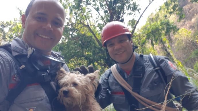 Cão é resgatado cinco dias após cair em vale de 50 metros em Marília