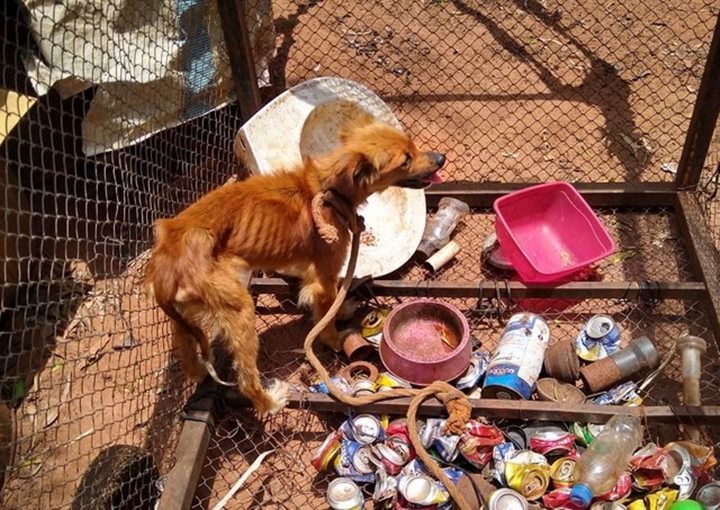 Guarda Municipal resgata cães acorrentados e sem alimento em São Manuel; dono foi preso