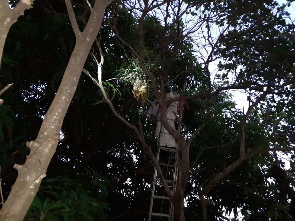 Bombeiros são acionados após abelhas atacarem moradores em Tupã